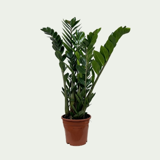 Picture of Zamifolia