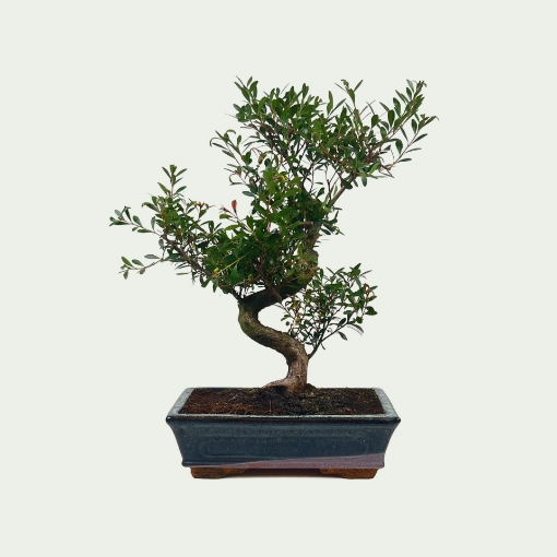 Picture of Bonsai