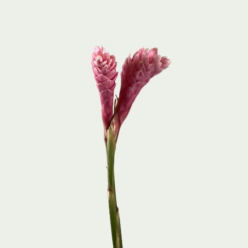 Picture of Purpurata Pink