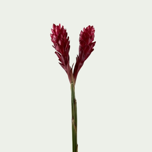 Picture of Purpurata Red