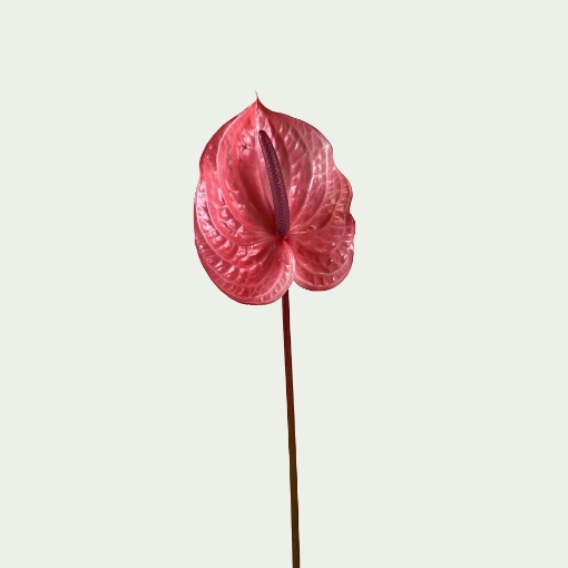 Picture of Candy 
