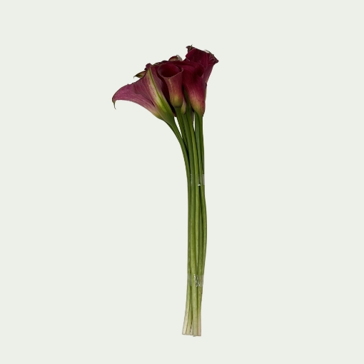 Picture of Cherry