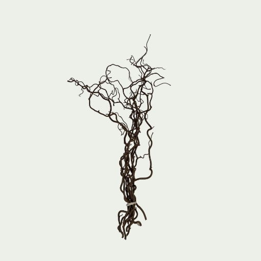 Picture of Corylus Contorta 