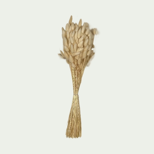 Picture of LAG Bleached