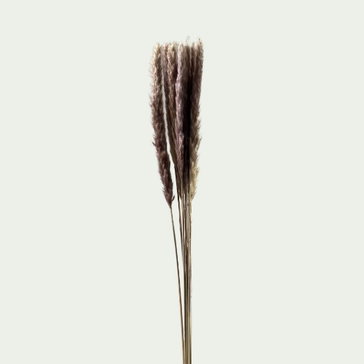Picture of PAM Silvy Natural