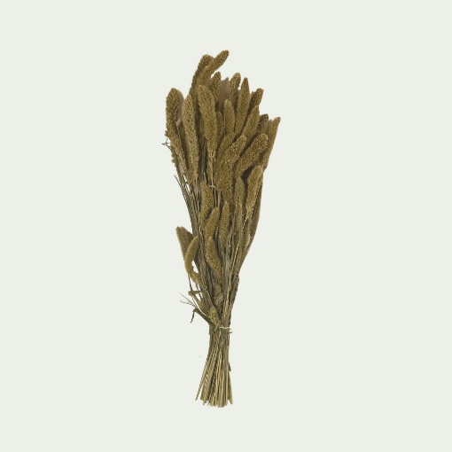 Picture of Setaria 