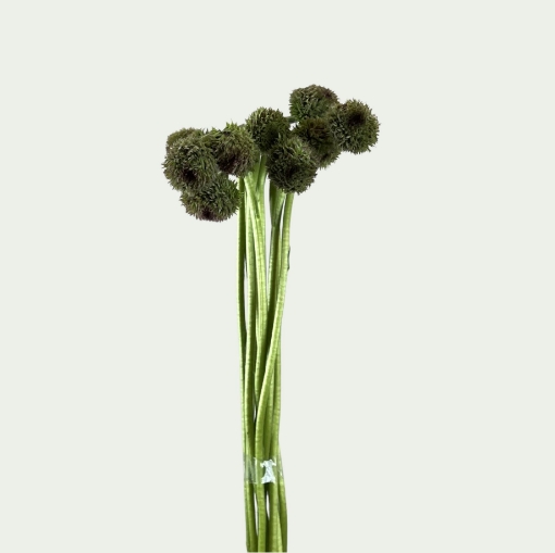 Picture of Marimo Green