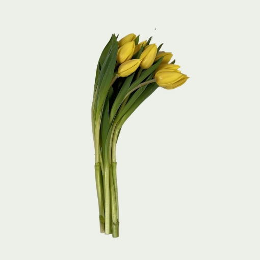 Picture of Yellow Flight Simple