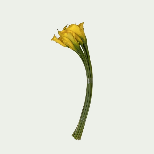 Picture of Gold Medal Simple