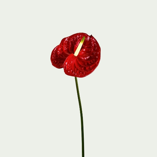 Picture of Eterno Simple