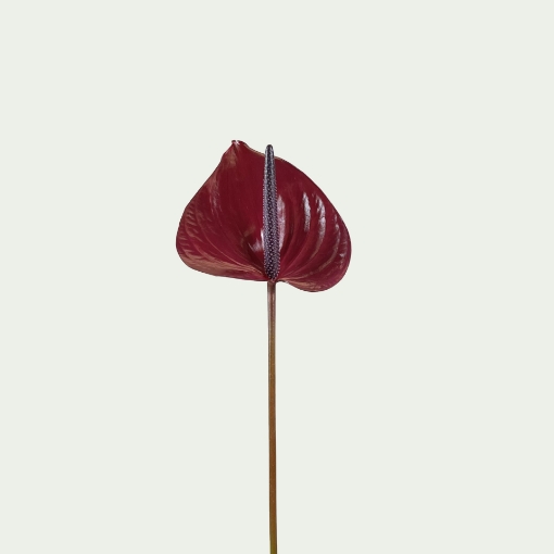 Picture of Maravilla Simple