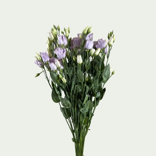 Picture of Rosita Lavender Simple 