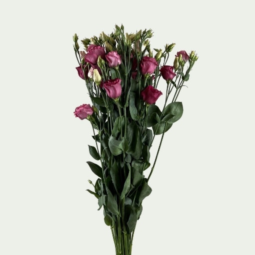 Picture of Rosita Red Simple 