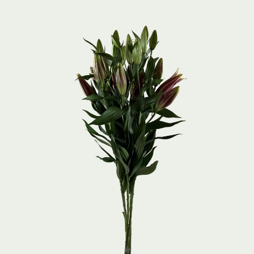 Picture of Euphoria Simple