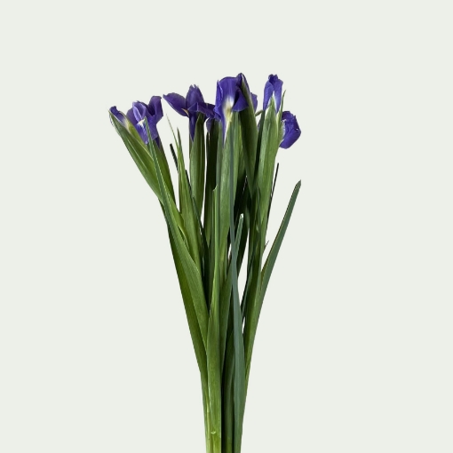Picture of Blue Magic Simple
