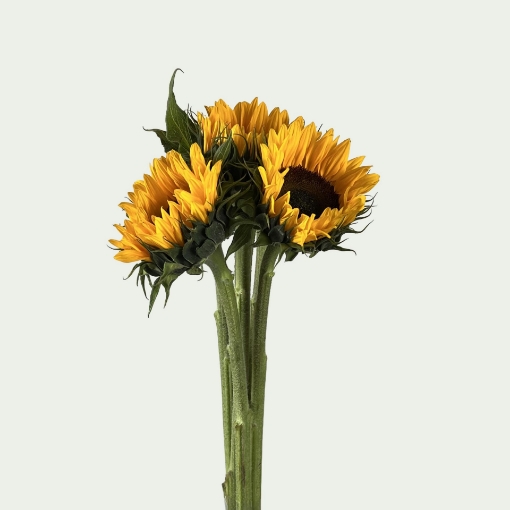 Picture of Sunrich Simple