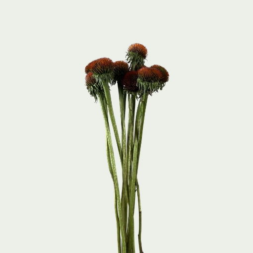 Picture of Rudbeckia Simple