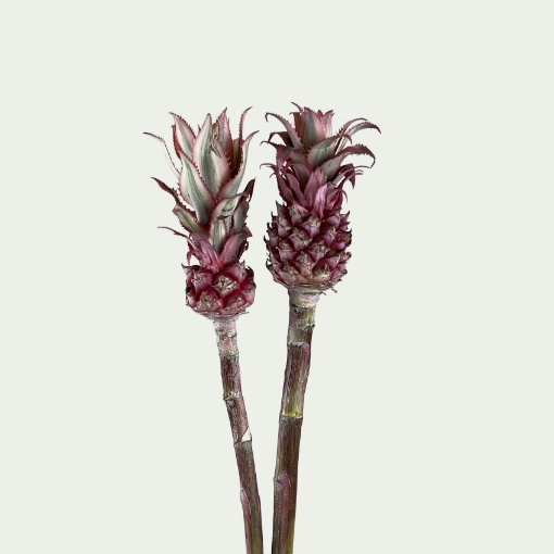 Picture of Pineapple Simple 