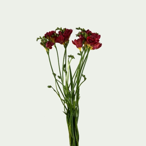 Picture of Red Beauty Simple