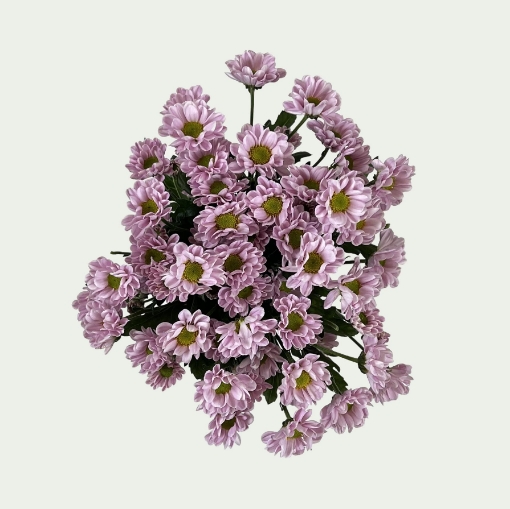 Picture of Rossi Pink Simple