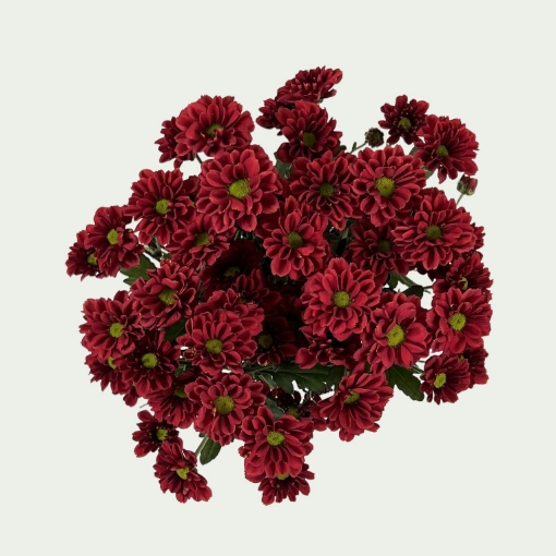 Picture of Melissa Red Simple