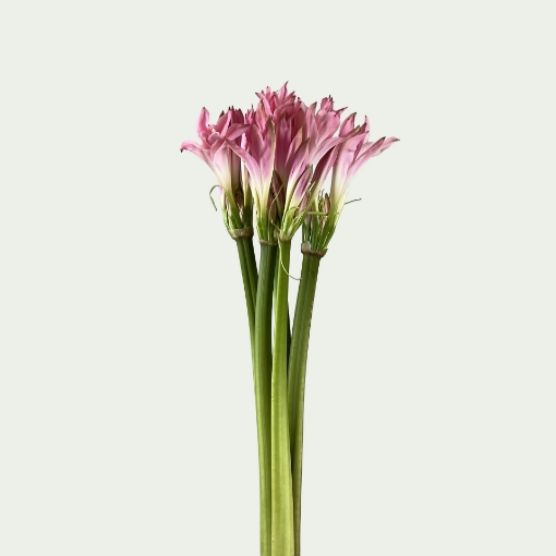 Picture of Amarcrinum Simple