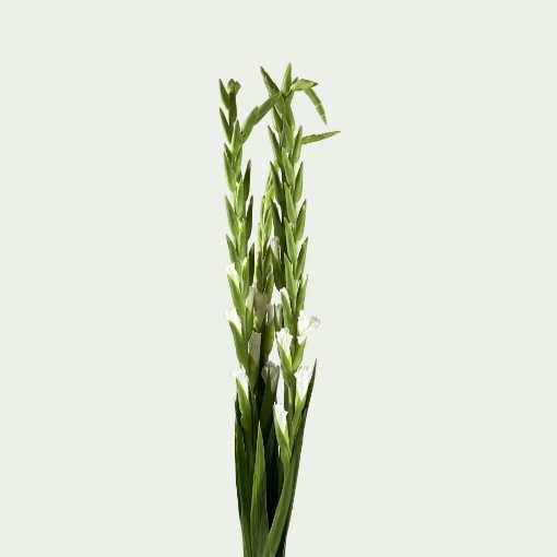 Picture of Essential Simple