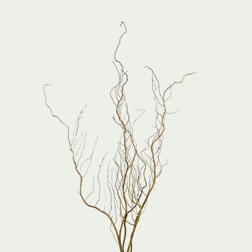 Picture of Golden Curls Simple 