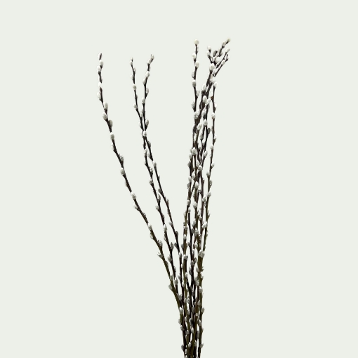 Picture of Willow Simple
