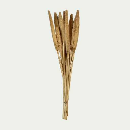 Picture of BAB Bleached Simple
