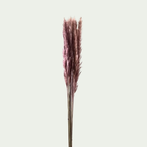 Picture of PAM Silvy Pink Simple