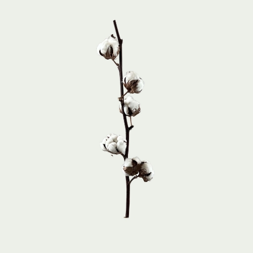 Picture of Cotton Simple 