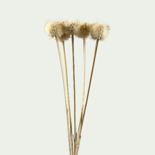Picture of LEO Bleached Simple