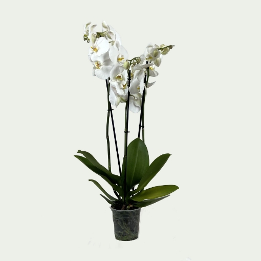 Picture of PHL White