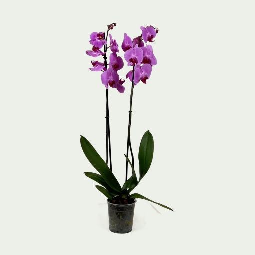Picture of PHL Pink Simple