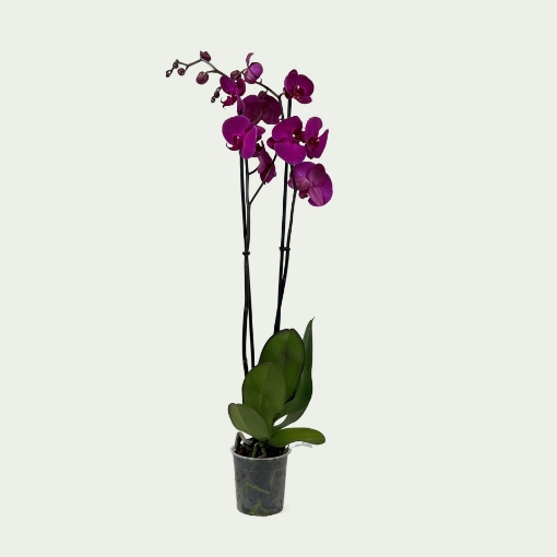 Picture of PHL Purple Simple