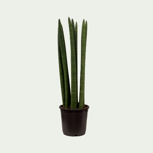 Picture of Cylindrica Simple