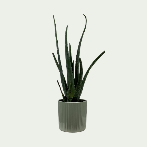 Picture of AV 2 Simple