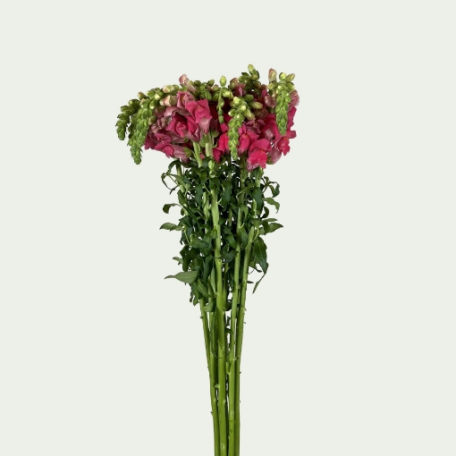 Picture of Cherry Rose