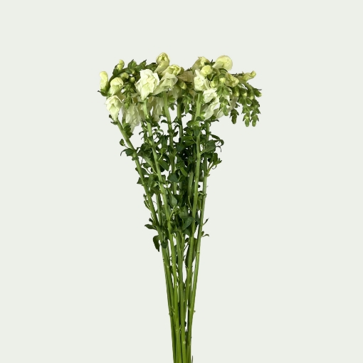 Picture of Ivory White Simple