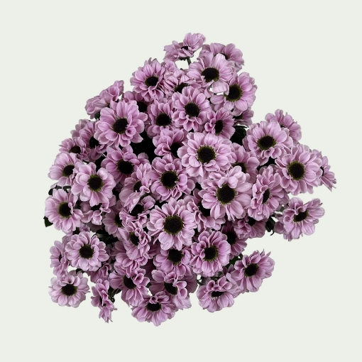 Picture of Yin Yang Pink