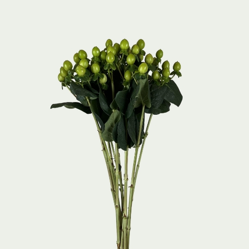 Picture of Coco Bamboo Simple