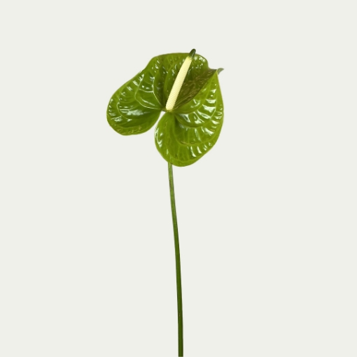 Picture of Midori