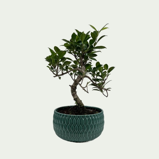 Picture of Bonsai 1