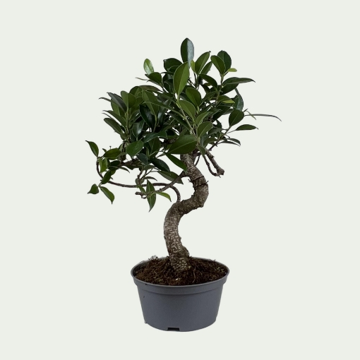 Picture of Bonsai 2