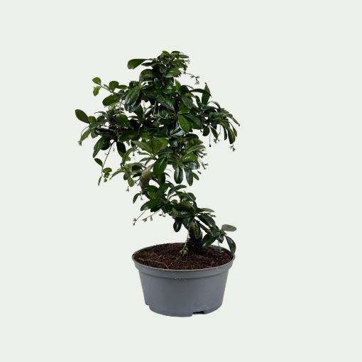 Picture of Bonsai 3