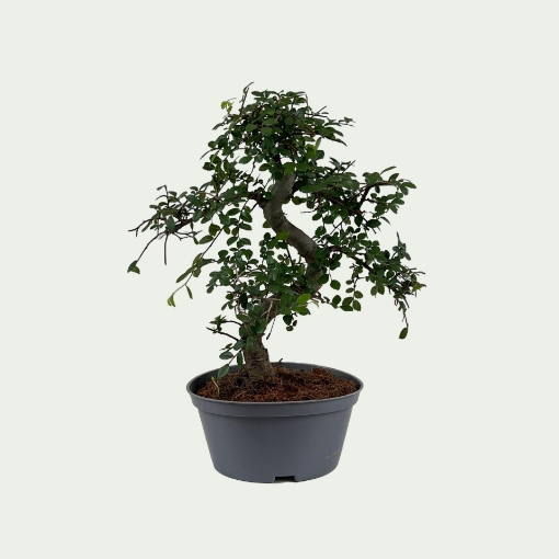 Picture of Bonsai 4