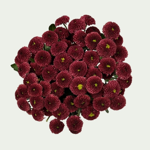 Picture of Purpetta Red