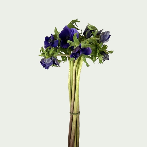 Picture of Marianne Blue Simple