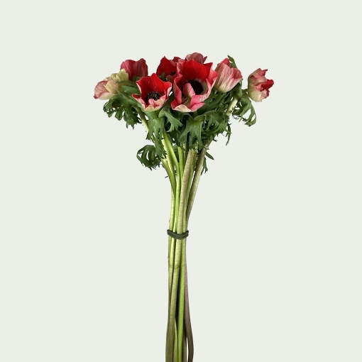 Picture of Marianne Red Simple